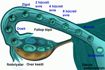 gebelik.org